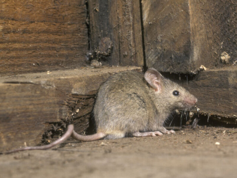 "Мишача лихоманка" знизила боєздатність російських "щурів". У ГУР заявили про спалах серед окупантів інфекції, що вражає нирки