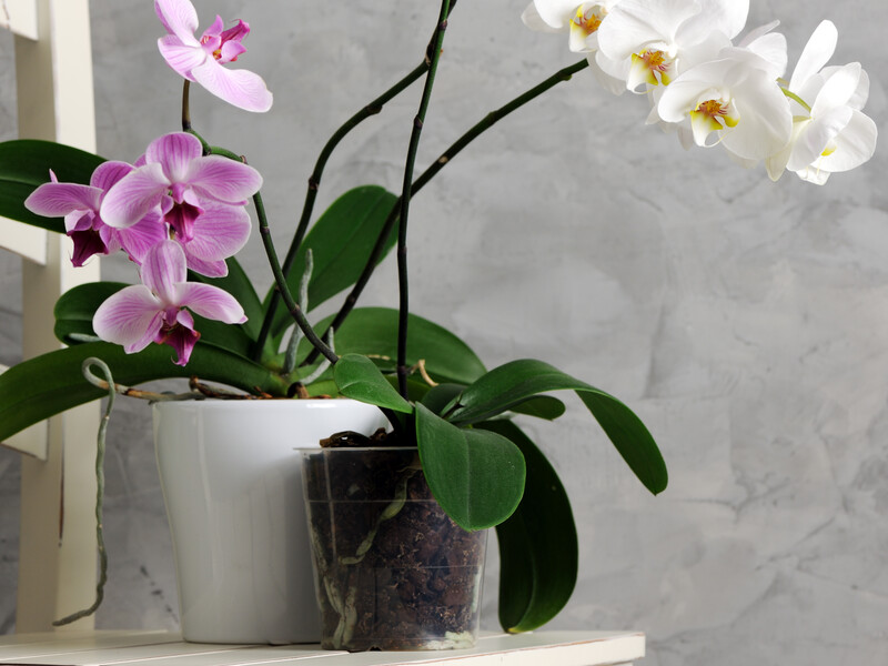 Залийте це окропом – і орхідея почне рясно цвісти. Експерти розповіли, як приготувати органічне добриво для квітів
