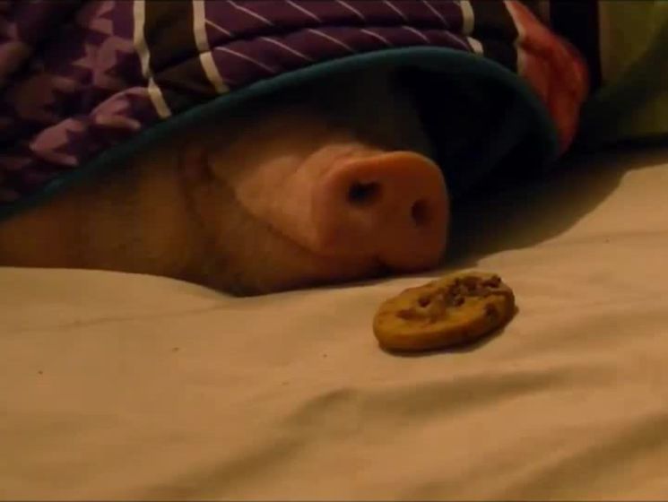 Свинью разбудили с помощью печенья. Видео