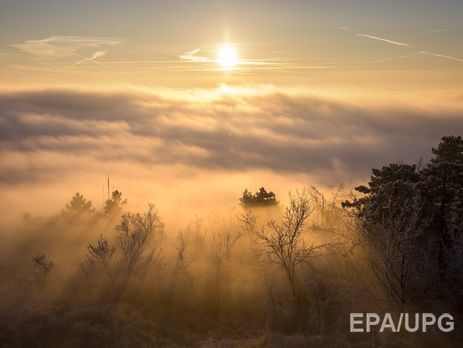 У 2016 році в Україні висадили лісів більше, ніж зрубали. Інфографіка