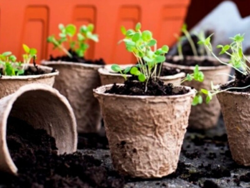 Как проращивать рассаду, чтобы упростить дальнейший перенос в открытый грунт