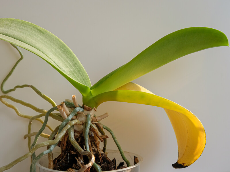 Полийте цим коріння – і пожовкла орхідея зацвіте. Експерти розповіли, як без хімії приготувати добриво, багате на азот і калій