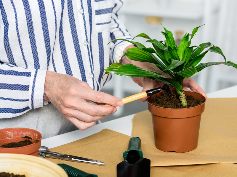 Як використовувати часник у догляді за кімнатними рослинами. Названо два методи