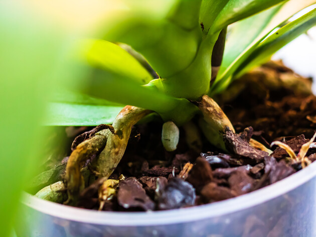 Тягніть лист саме так. Як правильно видаляти нижнє листя орхідеї