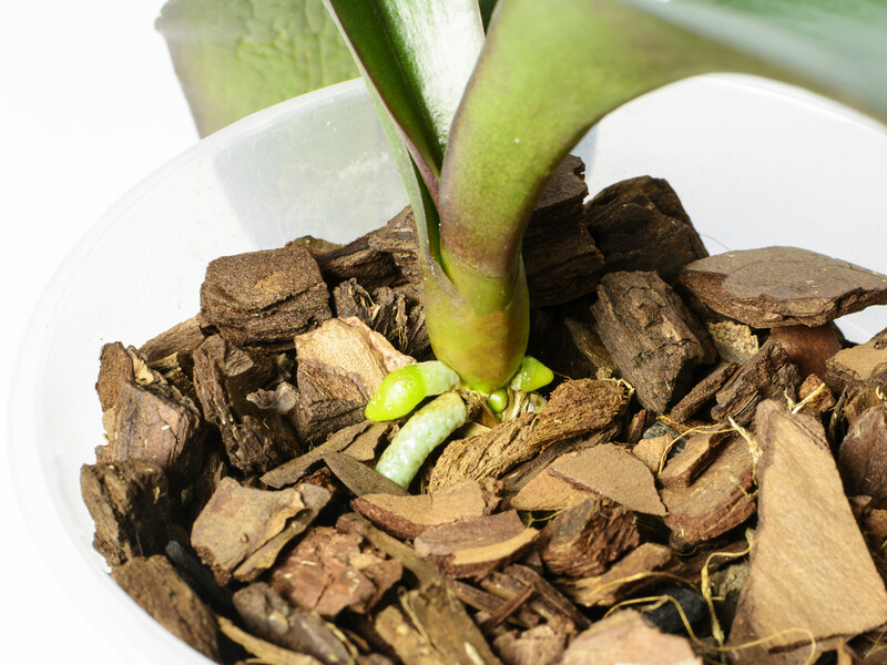 Как правильно удобрять орхидеи осмокотом. Совет эксперта