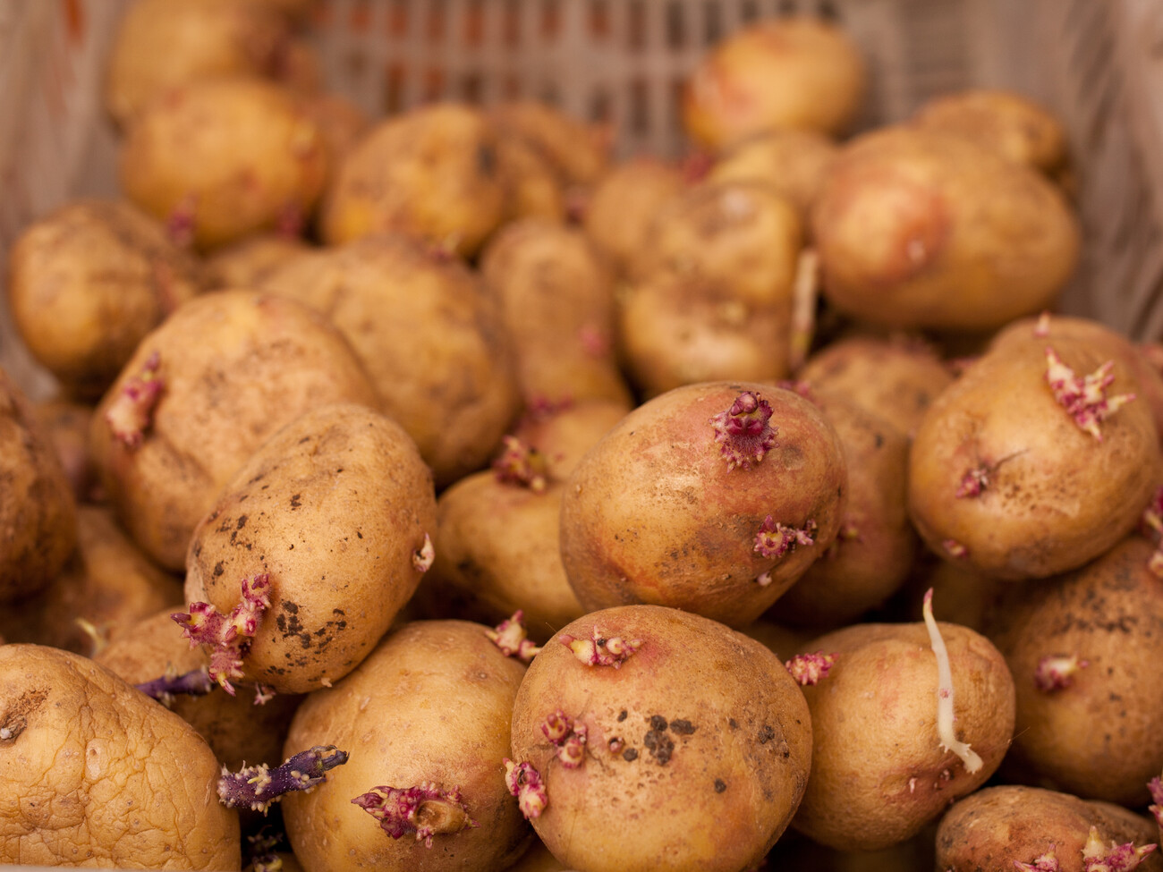 Посадите картофель новым способом ‑ урожайность вырастет в 3 раза
