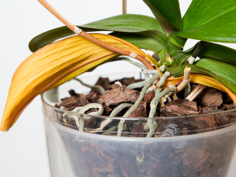 Срочно сделайте это, если у орхидеи начали опадать листья. Эксперты рассказали, как спасти растение от корневой гнили