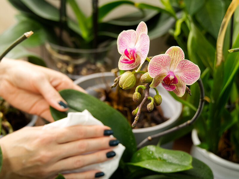 Как пересаживать цветущую орхидею. Видео