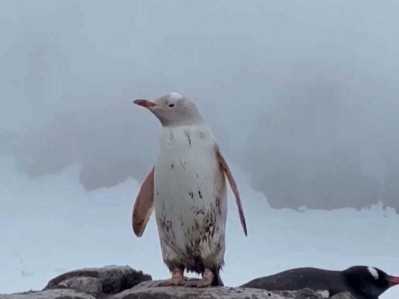 В Антарктиде был замечен редкий белый пингвин. Видео