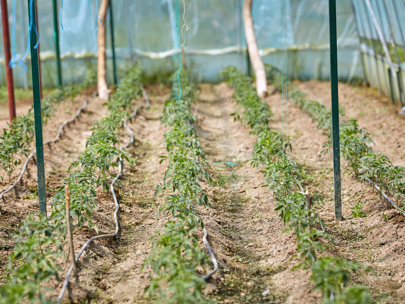 Як дібрати температурний режим для вирощування томатів у теплицях