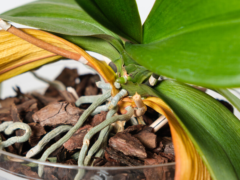 Залейте это кипятком – и орхидея быстро оживет и восстановится. Рецепт органического удобрения из того, что обычно выбрасывают в отходы