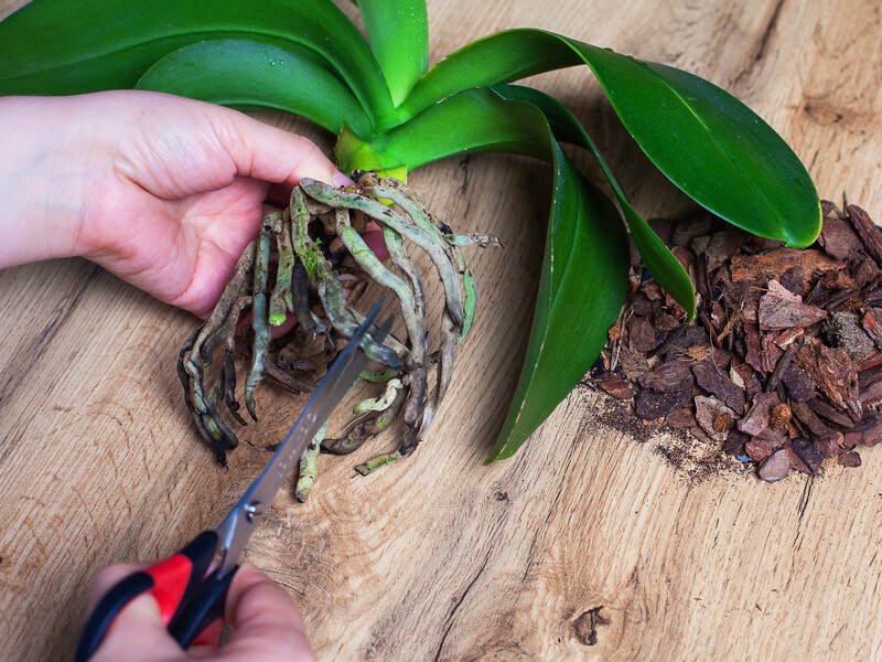Якщо в орхідеї почало опадати листя й потемніло коріння, вона може загинути. Як ефективно позбавити рослину кореневої гнилі