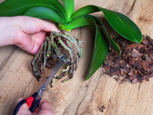 Якщо в орхідеї почало опадати листя й потемніло коріння, вона може загинути. Як ефективно позбавити рослину кореневої гнилі