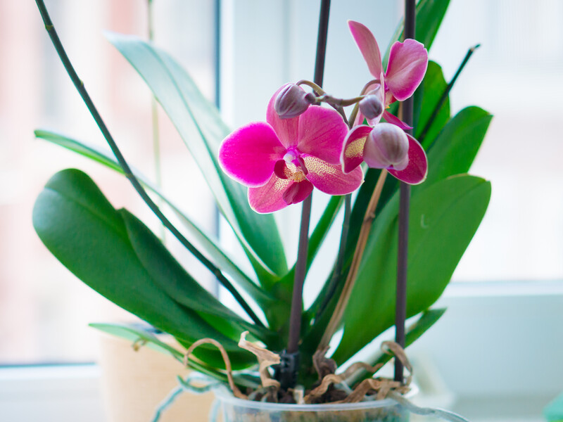 Растворите это в воде – и у орхидеи появятся новые цветоносы. Рецепт эффективного удобрения, богатого минералами