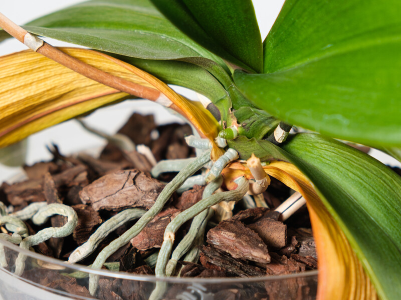 Не выбрасывайте это в отходы – и у растения появятся новые цветоносы. Рецепт органической подкормки для активного роста орхидеи