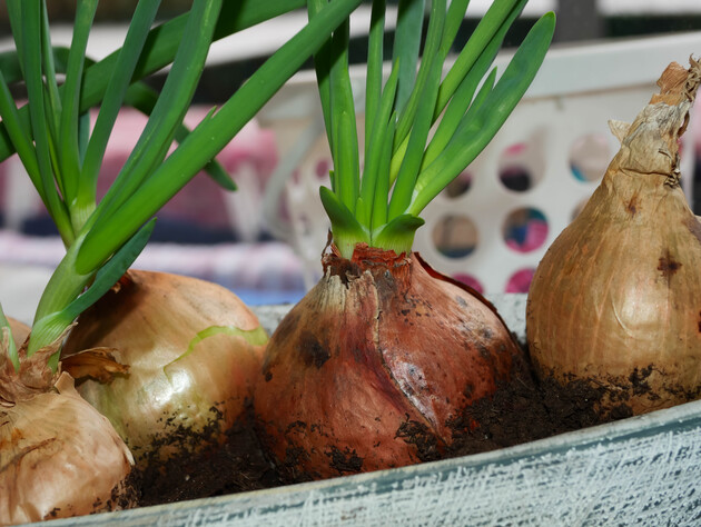 Сделайте такой надрез на каждой луковице – и спустя две недели соберете урожай. Проверенный метод, как быстро вырастить лук на подоконнике 
