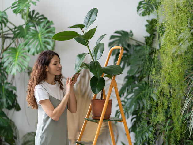 Избегайте этого при пересадке, иначе повредите корни. Цветовод рассказала, как пересадить фикус, чтобы он прижился 