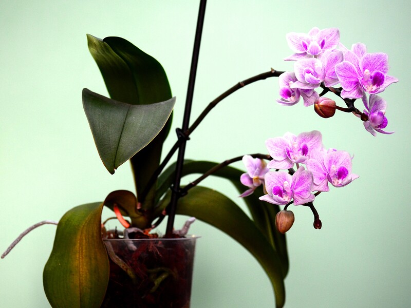 Залийте це окропом – і в орхідеї з'являться нові квітконоси. Рецепт ефективного добрива всього з двох органічних інгредієнтів