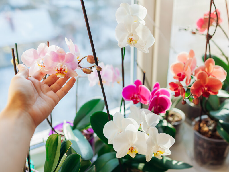 Залейте эту специю кипятком – и у орхидеи появится много новых цветоносов. Рецепт эффективной подкормки для орхидеи