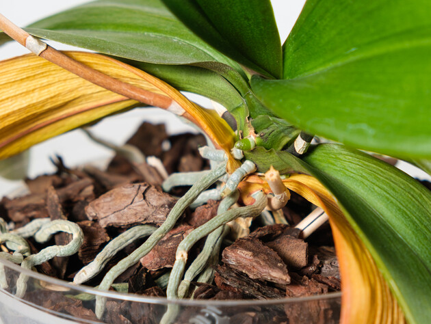 Залейте это водой – и у орхидеи появится много новых цветоносов. Эффективная подкормка из двух органических ингредиентов 