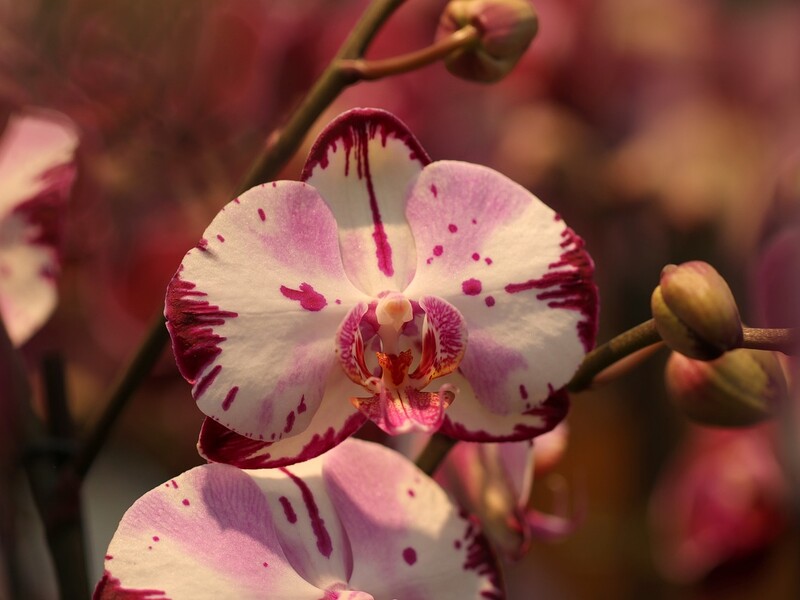 Вот почему сохнут бутоны орхидеи. Сделайте это, чтобы она была свежей и цветущей 