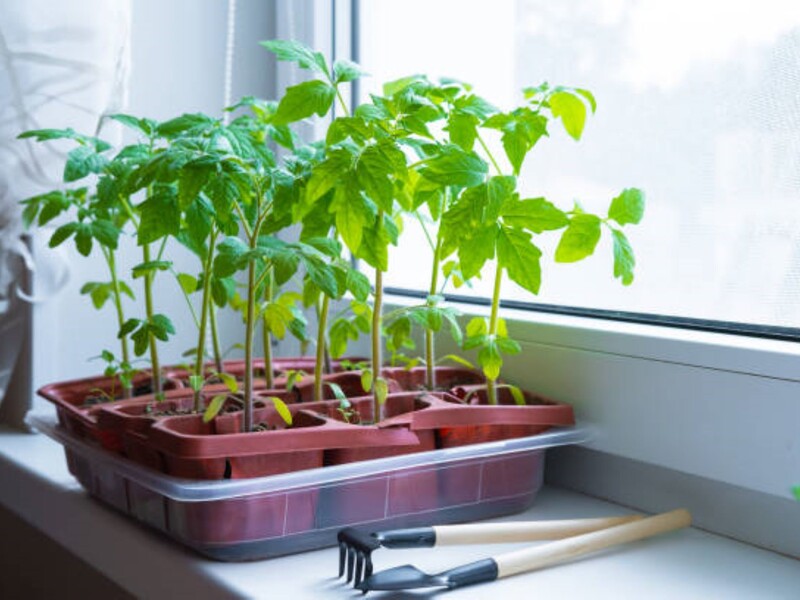 Як правильно посіяти насіння перцю на розсаду? Поради досвідчених городників