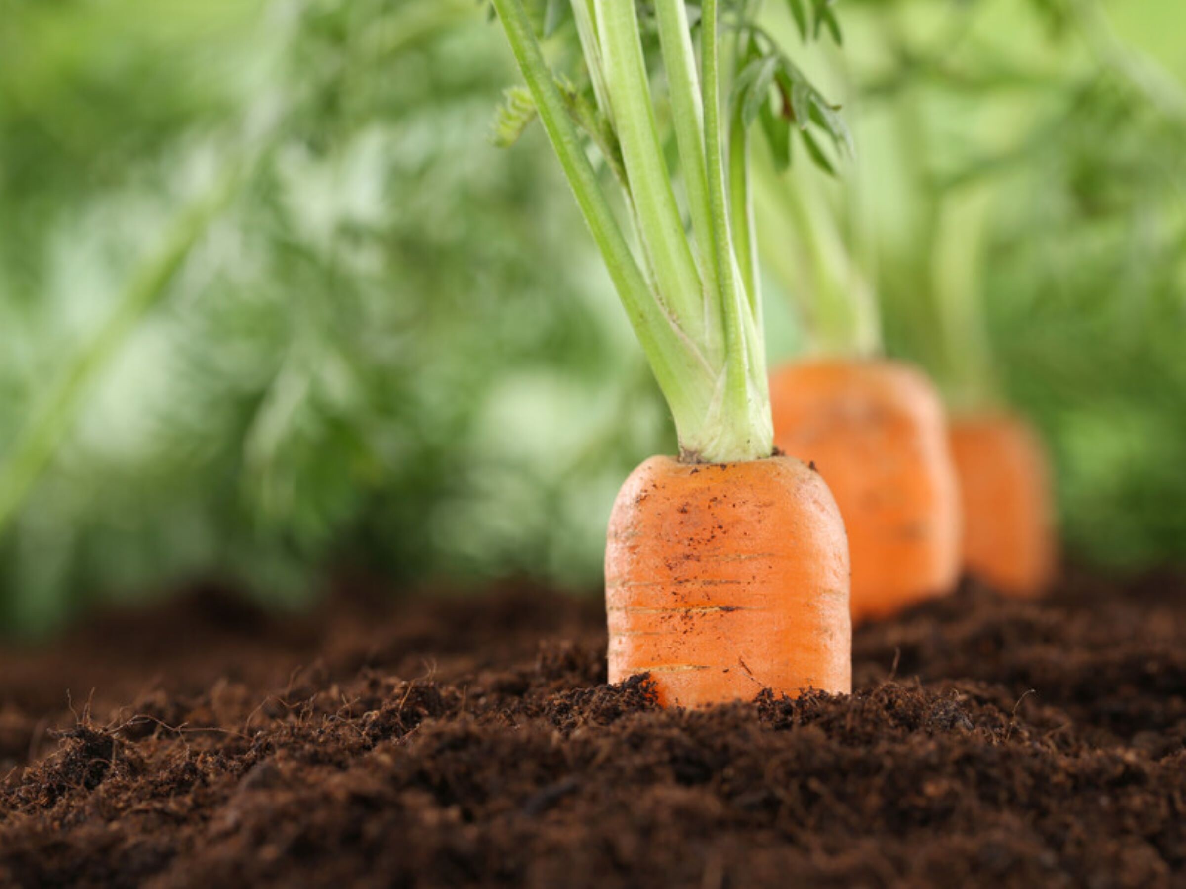 Из-за этого морковь вырастает кривой и некрасивой. Проверенные советы, как собрать щедрый урожай ровных корнеплодов
