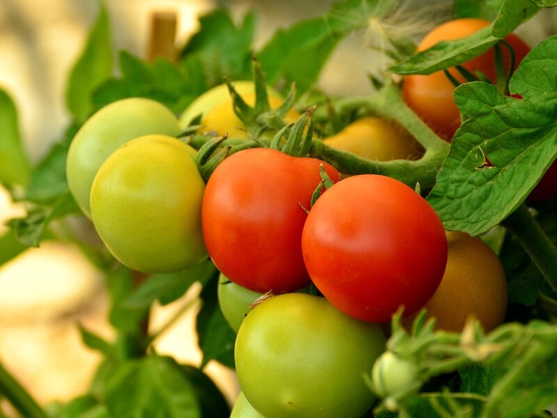 Замочіть насіння томатів у цьому простому розчині – і матимете чудовий урожай