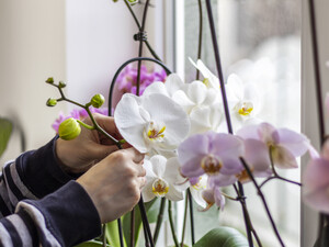 Настаивайте это пять часов – и у орхидеи появятся новые цветоносы. Рецепт эффективной органической подкормки из двух простых ингредиентов 