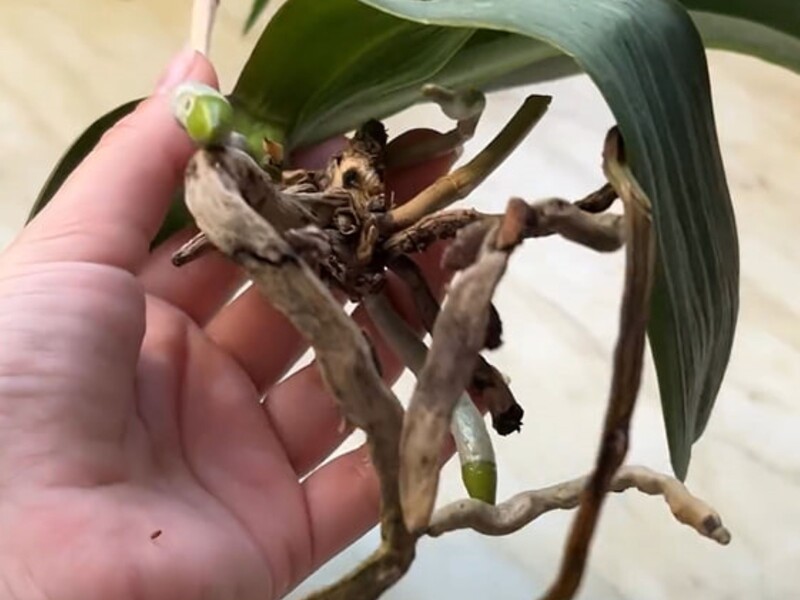 Размочите это в воде – и у орхидеи появятся новые корни