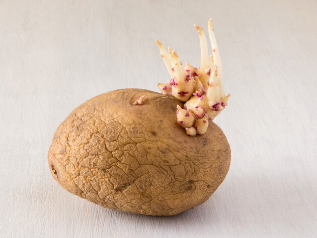 Що може статися з організмом, якщо з'їсти зморщену пророслу картоплю. Відповідь експертів