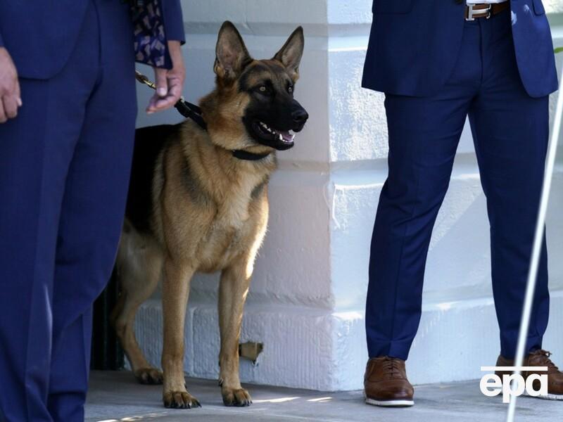 Собака Байдена не менее 24 раз кусала сотрудников Секретной службы