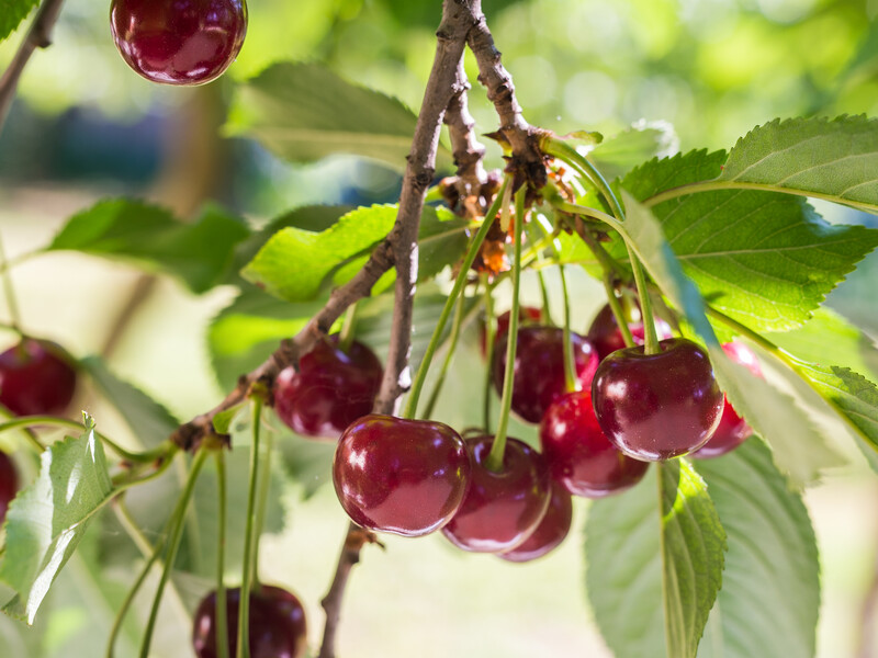 Сделайте это ранней весной – и летом соберете щедрый урожай ягод со своих вишен