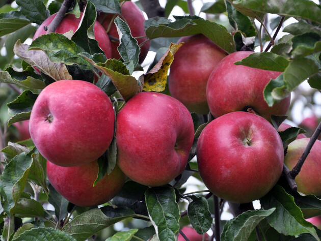 Підживіть яблука напровесні цим аптечним засобом, щоб мати добрий урожай