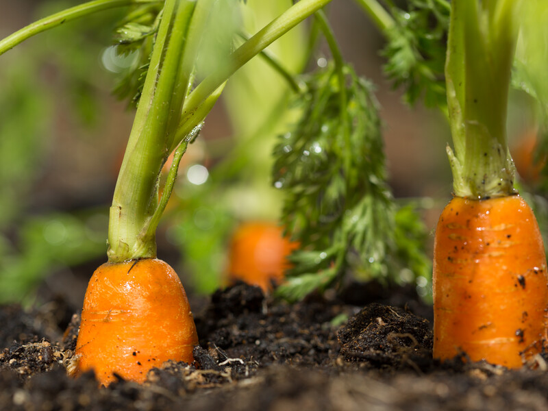 Не висаджуйте моркви в цьому місці – інакше врожай загине. Городники розповіли, як урятувати посіви й коренеплоди від чорної гнилі