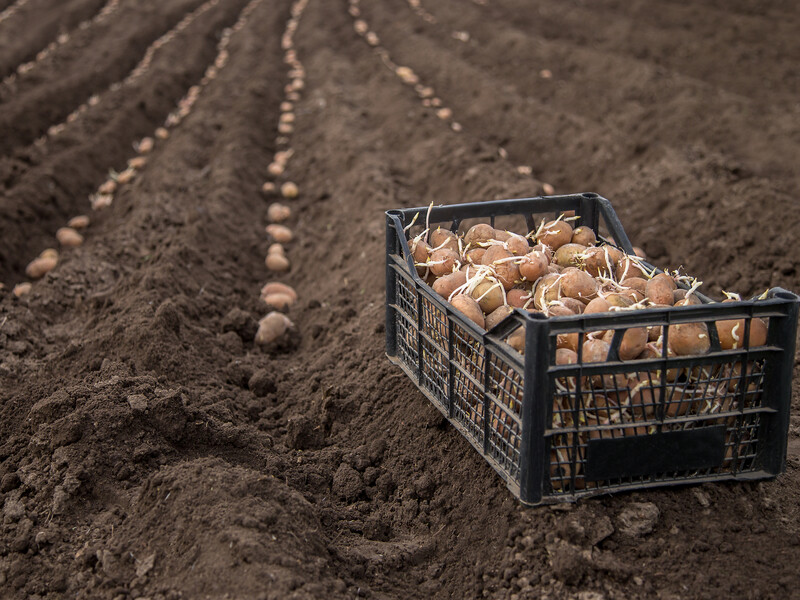 Как нужно высаживать картофель: ростками вверх или вниз