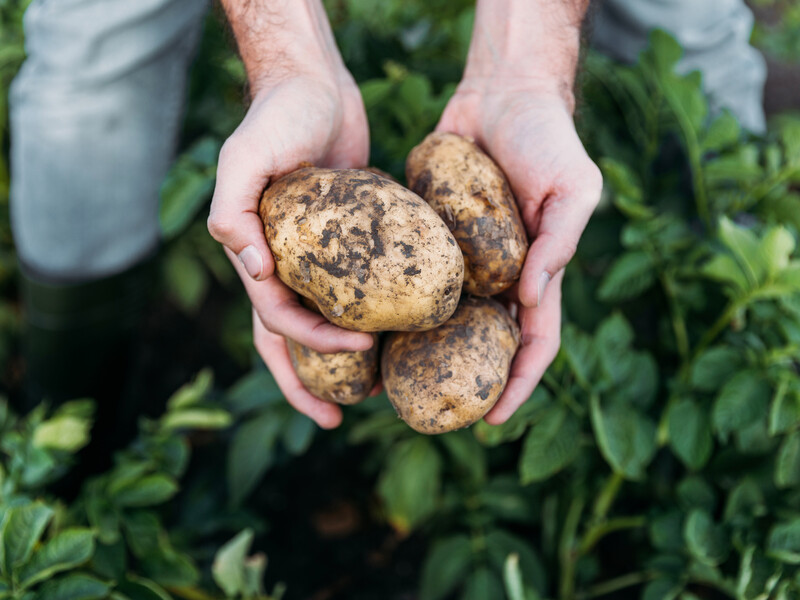 Садіння картоплі. Названо найкращі й найгірші попередники на грядках