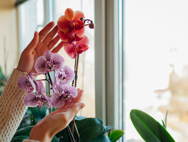 Почему у орхидеи темные листья. Ответ блогера-цветочницы