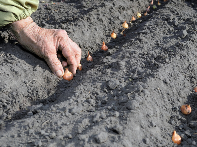 Якщо навесні перед посівом замочити цибулю в цьому розчині всього на дві години, наприкінці літа зберете щедрий урожай