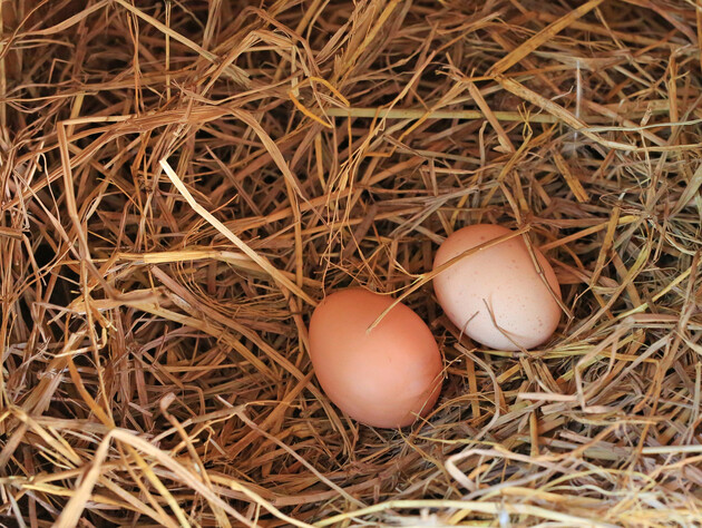 Покладіть це поруч із місцем, де несуться кури, – і яйця залишаться цілими. Ефективний і безпечний спосіб відучити свійську птицю їсти свої яйця