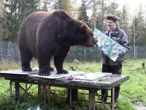 В Хельсинки открылась выставка картин, созданных бурым медведем. Видео