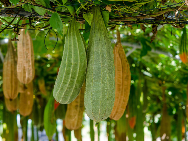 Огородники рассказали, как украинцы на даче могут вырастить люффу, из плодов которой делают мочалки