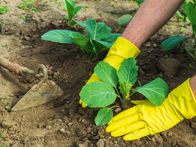 Сделайте это с листьями – и соберете щедрый урожай капусты. Огородники рассказали хитрый прием, который поможет вырастить гигантские кочаны 