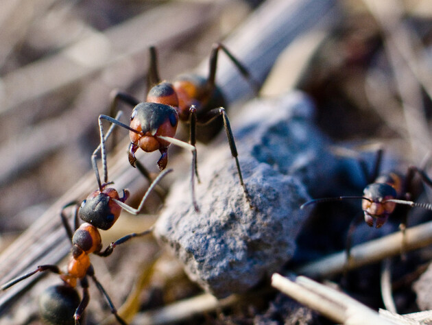Как избавиться от муравьев на участке. Назван самый экологичный метод