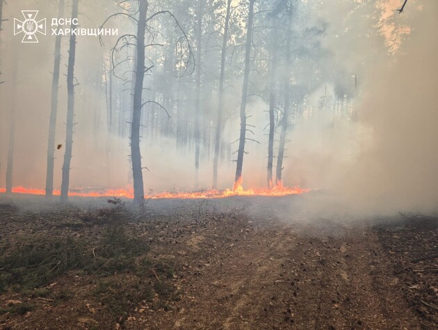 Окупанти масовано обстріляли Куп'янський район, виникла масштабна лісова пожежа. Фото