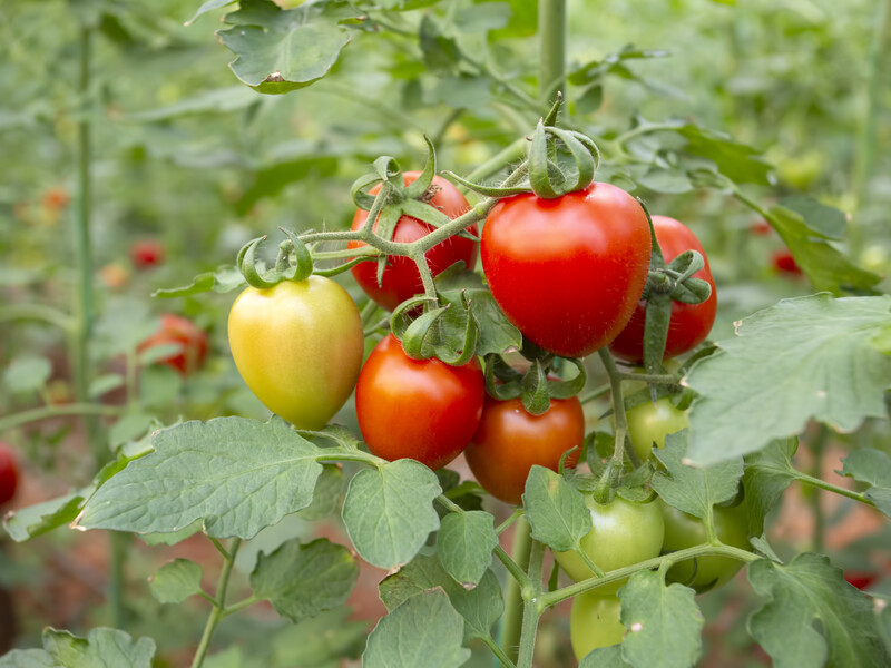Не сажайте томаты после этих культур, иначе погубите урожай. Названы растения-предшественники, которые пагубно действуют на помидоры
