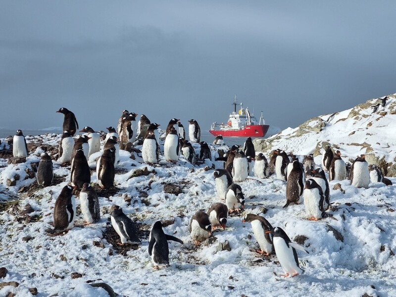 500 птиц на одного полярника. На антарктической станции "Академик Вернадский" насчитали рекордное количество пингвинов