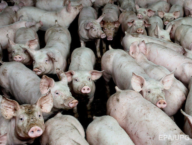 В Харькове объявлен карантин из-за вспышки африканской чумы свиней