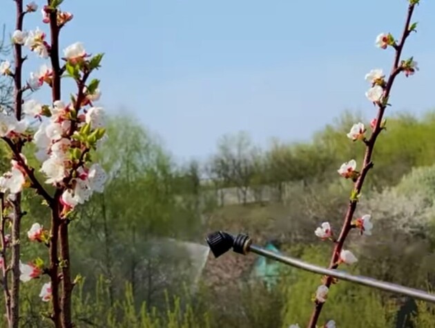 Сделайте это во время цветения – и соберете щедрый урожай абрикосов и вишен. Садовод рассказал, как защитить плодовый сад от монилиоза
