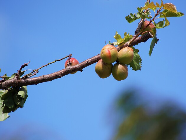 Садовод объяснил, почему на абрикосах, сливах и персиках некоторые плоды растут со 